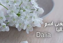 Photo of معنى اسم داليا