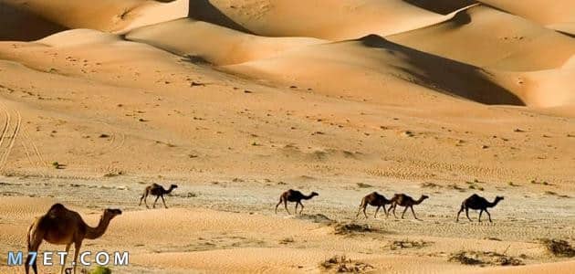 بحث عن تنمية البيئة الصحراوية فى مصر