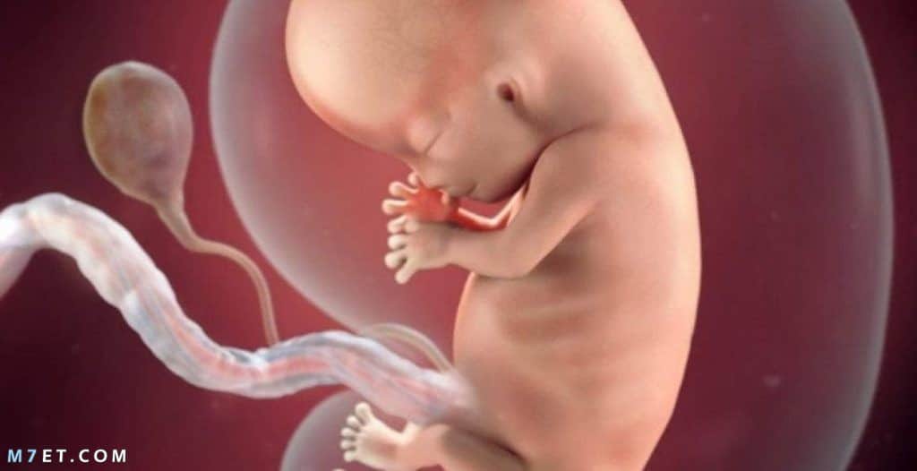 تطور الجنين في الشهر الرابع