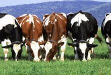 Photo of أفضل أنواع أبقار الحليب