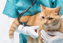Photo of علاج برد القطط من الصيدلية البشرية