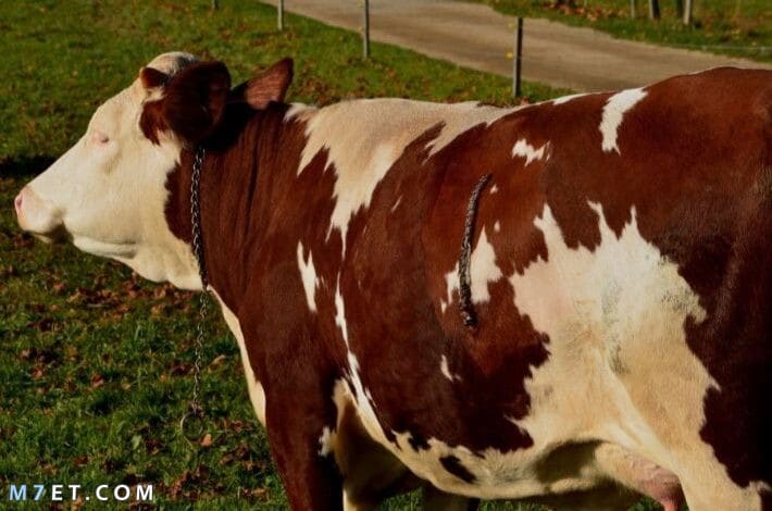 علامات الحمل عند البقر