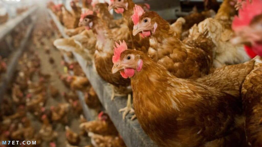 مضاد حيوي طبيعي للدجاج