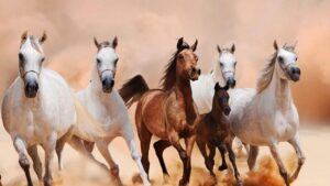 أَجمل الصور للخيول العربية الأصيلة